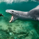 Illustration for article titled The year's best wildlife photos show nature at its cruelest — and most tender